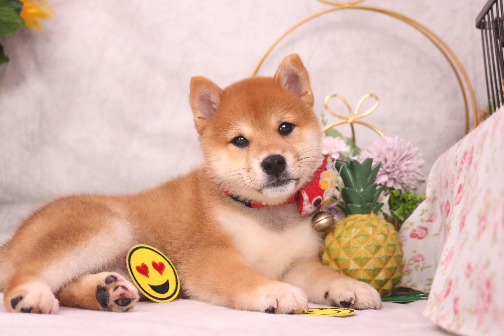 如何训练不听话的幼柴犬,柴犬如何训练听懂人话