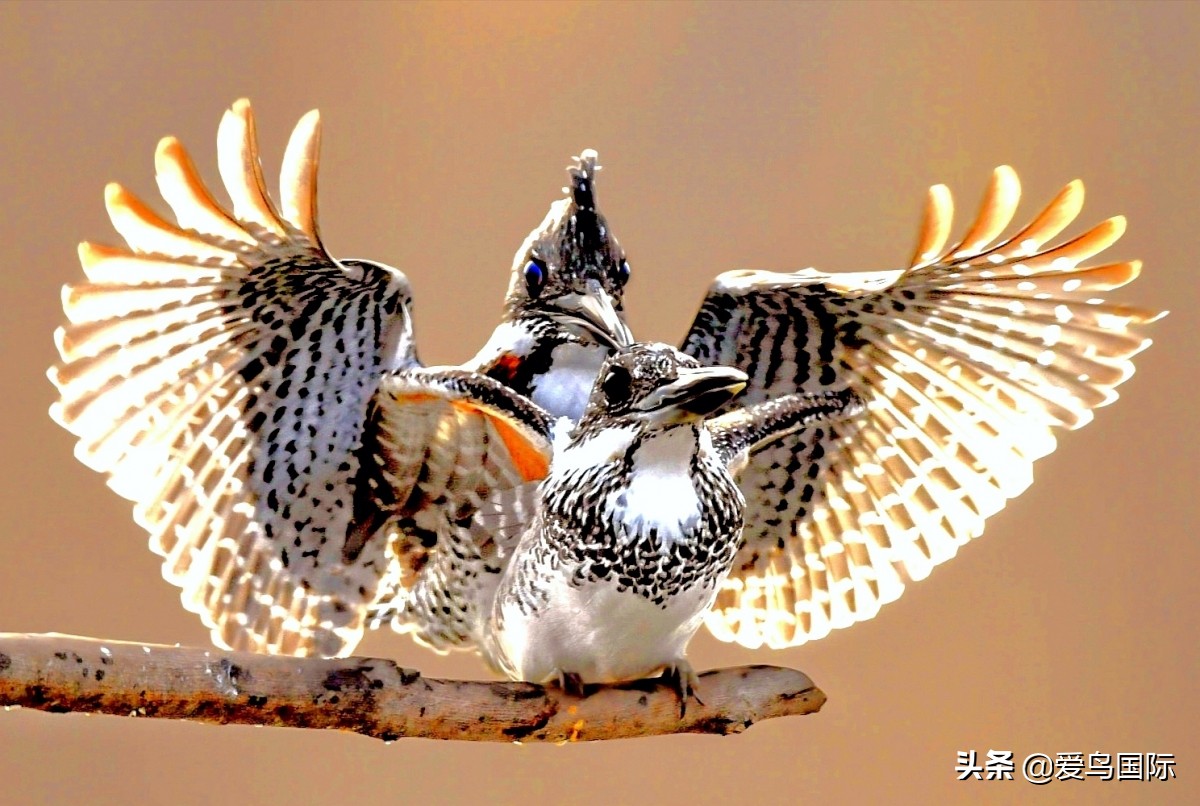 观鸟大年影片,观鸟大年在线观看