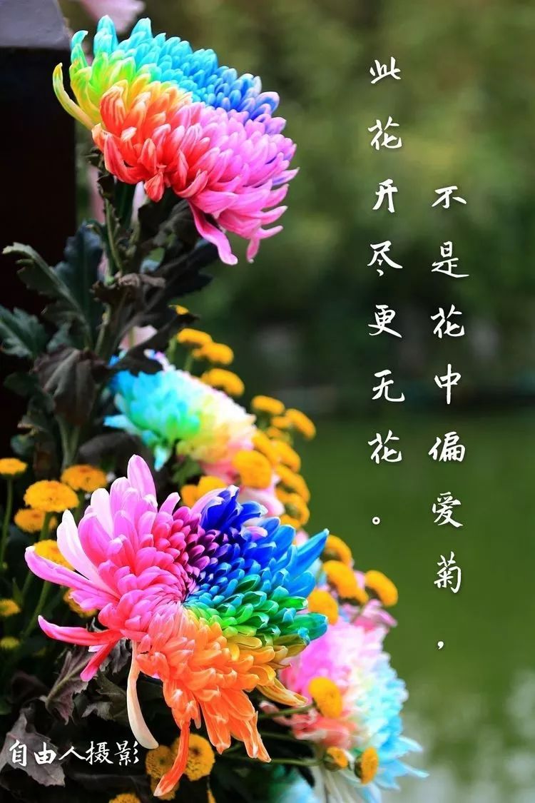 花中四君子菊花国画用笔,花中四君子菊花高清图片