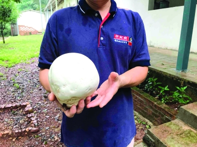 桂林男子采到直径16厘米“大馒头”蘑菇！专家称有一定药用价值