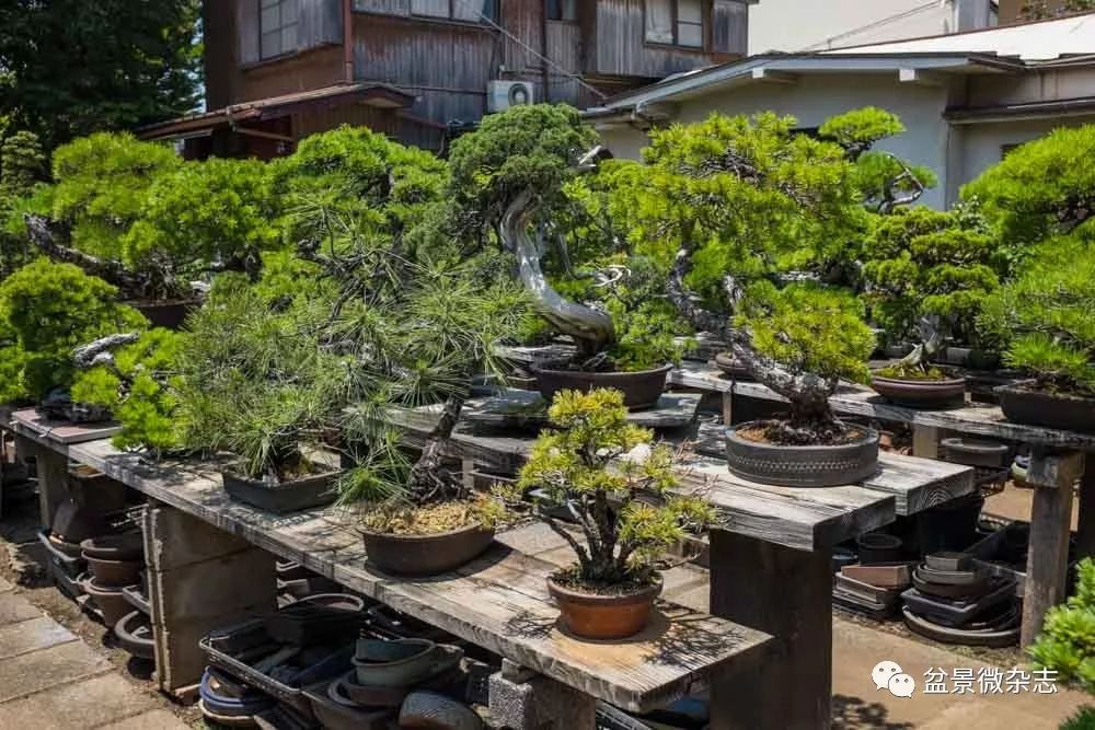 开盆景园是否赚钱,开一个盆景店赚钱吗现在