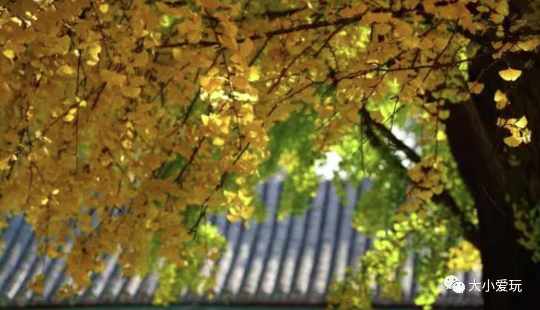 北京红螺寺银杏最佳观赏时间,北京赏银杏景区有哪些
