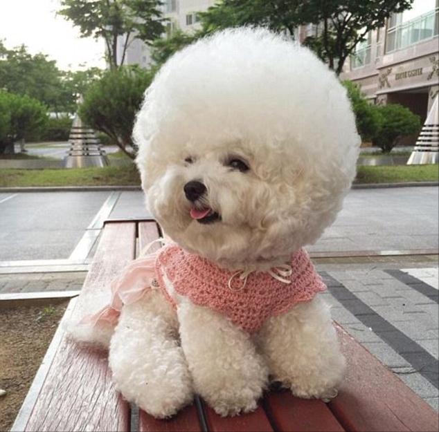 最伤狗的饲养方法是什么,养比熊犬要注意些什么