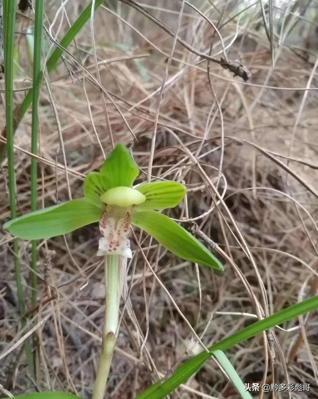 兰花品种鉴定方法,兰花的品种和鉴定方法