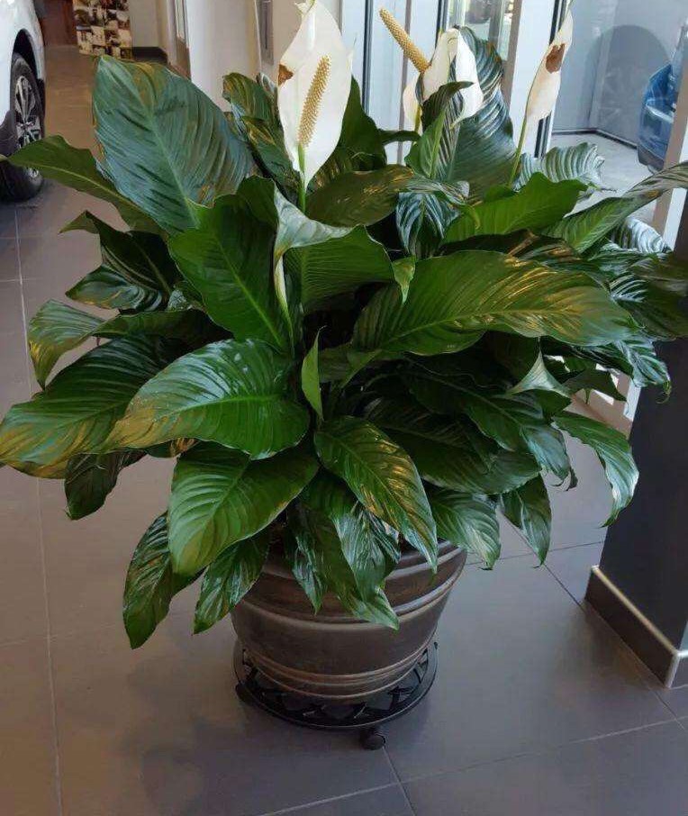 适合一年四季懒人养的绿植,这些绿植养在家里高级又实用