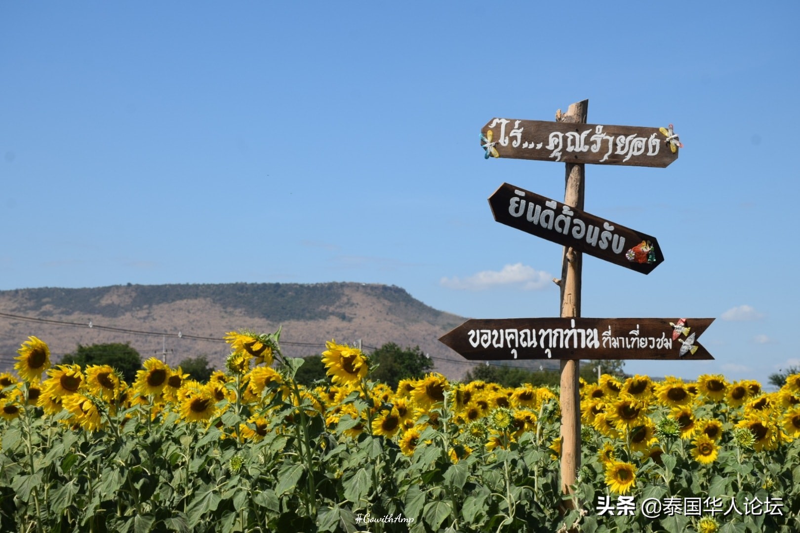 12月赏油菜花,12月相约