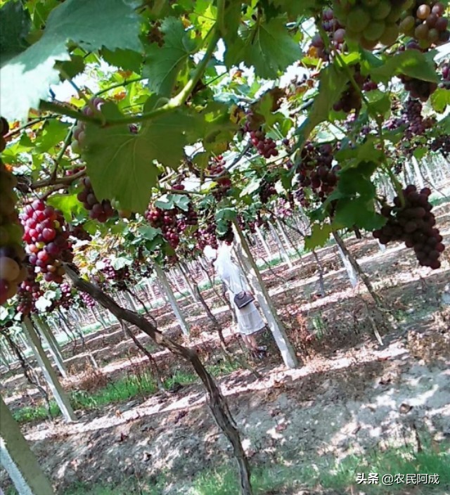 澳洲无核葡萄种植前景,葡萄种植前景与效益分析报告