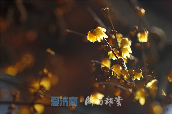 蕊恋黄金分外香腊梅花开俏迎春