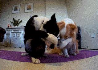 边牧除了智商高，还有这几个优点值得你饲养