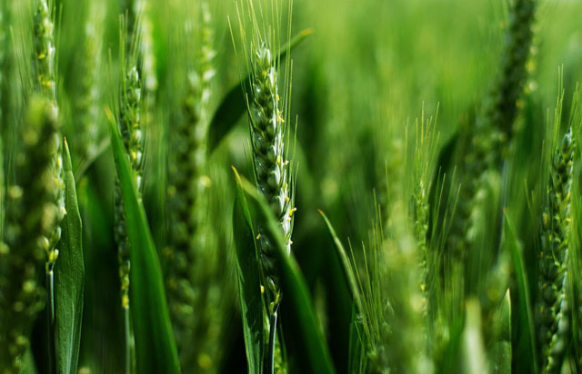 磷酸二氢钾讲解,最全磷酸二氢钾使用技术