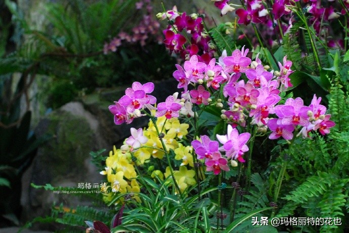 历史悠久的十大名花（海量美图），你选哪个做国花？