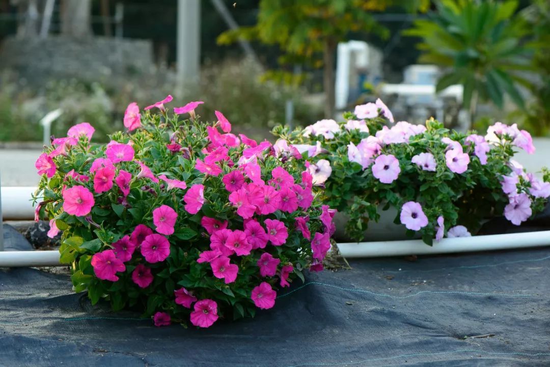 100种常见观叶植物图鉴史上最全,农村常见的100种植物