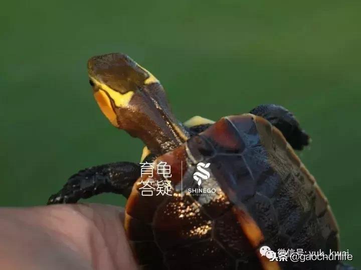 黄缘龟新手指南,怎么挑选黄缘龟