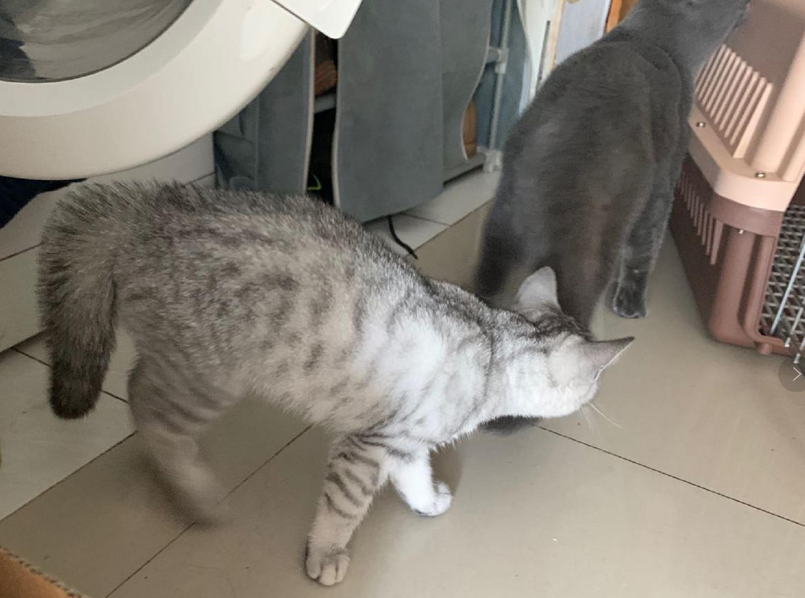 英短蓝白母猫最佳绝育年龄,英短蓝猫小奶猫的成长历程