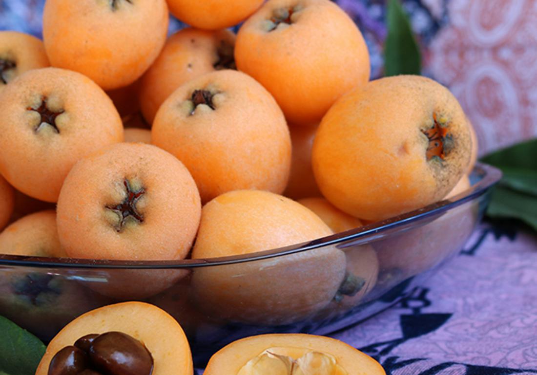 种植枇杷果的小技巧,枇杷有哪些病虫害防治