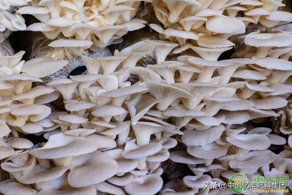 双孢蘑菇怎样做法高产,蘑菇菌包覆土栽培高产吗