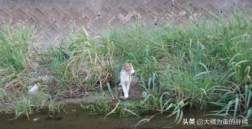 猫妈妈教小猫爬,猫妈妈教猫