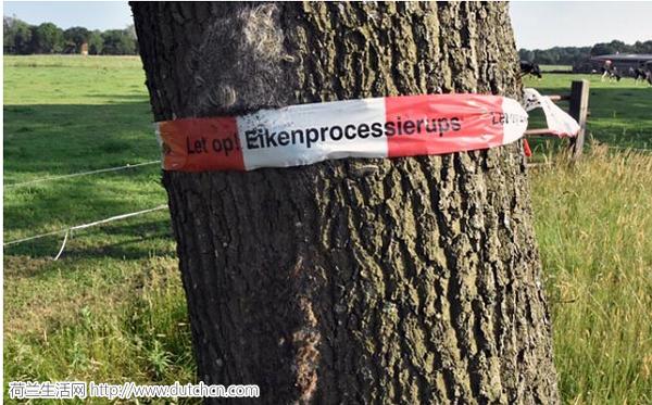 全球十大毒毛虫,毒毛虫的刺引起全身过敏