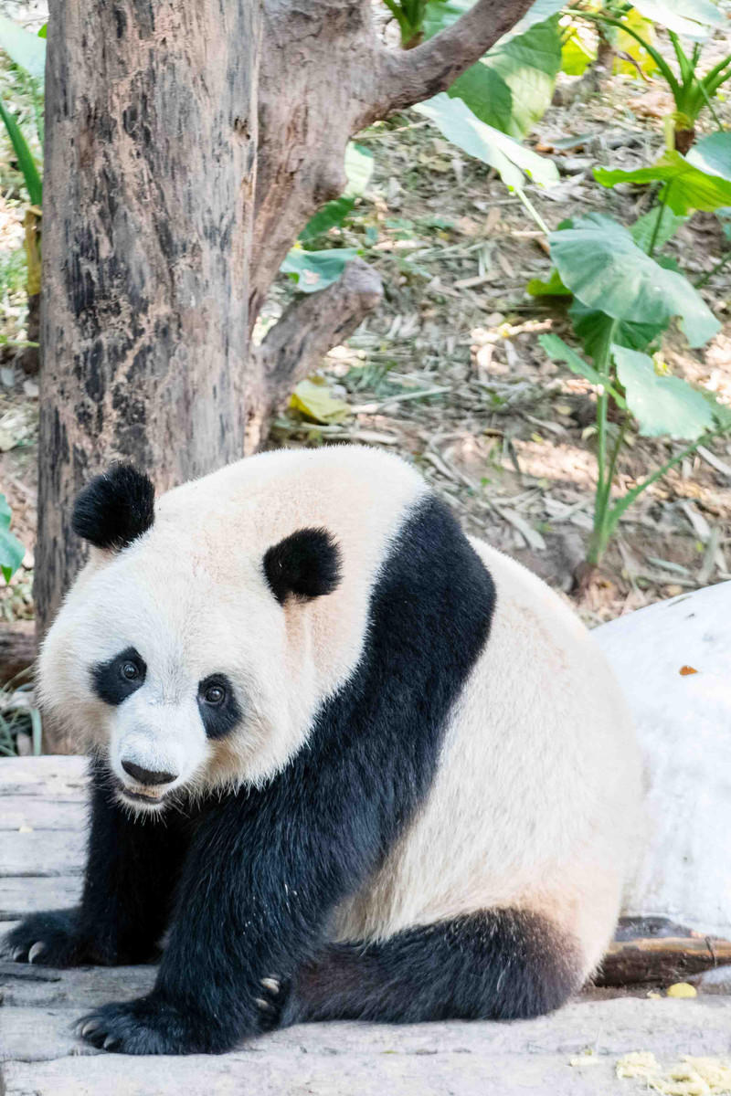 广州长隆野生动物世界的游玩攻略,广州长隆野生动物世界一日游回顾