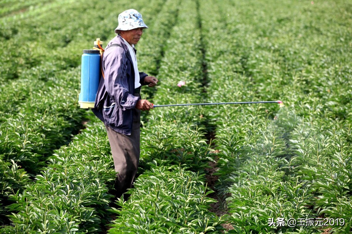 防治地里害虫的方法,姜田害虫防治