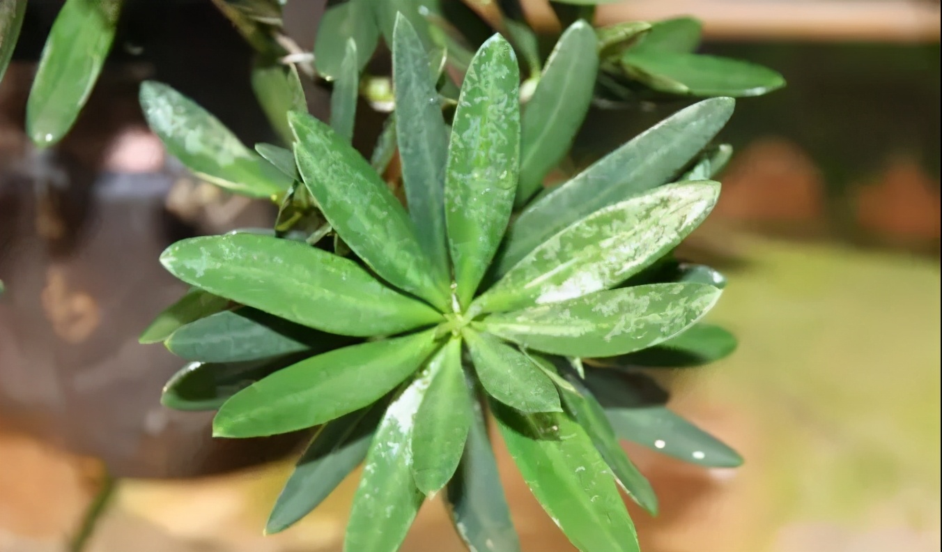 罗汉鱼常见品种,罗汉鱼十大品种排名