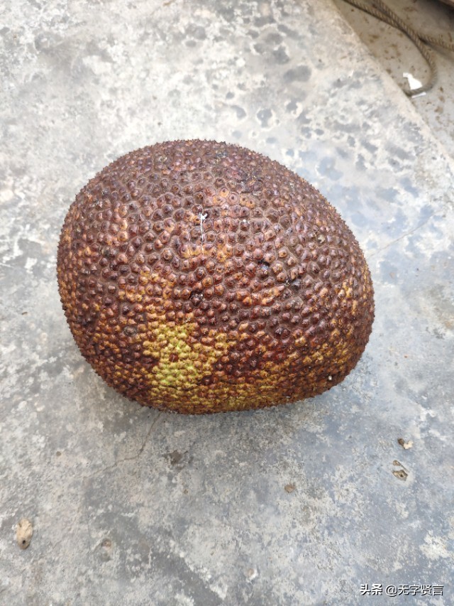 菠萝蜜怎么定价最合理,怎样辨别优质的菠萝蜜