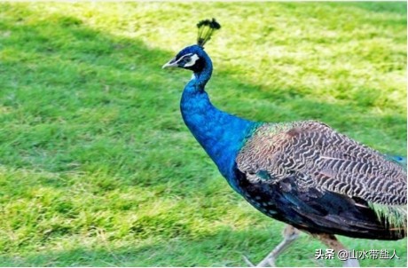 西双版纳理想而神奇的乐土,西双版纳攻略