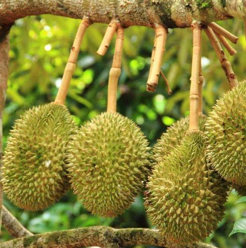 如何挑选榴莲的公母,榴莲要选母的好还是公的好