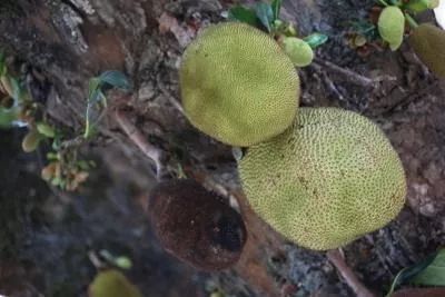 娓呰繄涓涙灄鎺㈤櫓鐩樼偣,娓呰繄鍧氭灉