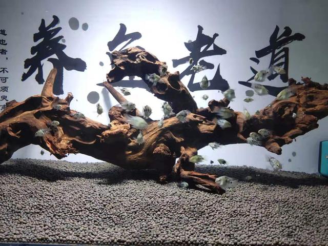 硝化细菌放进去多久有效果,放了硝化细菌多久能见效