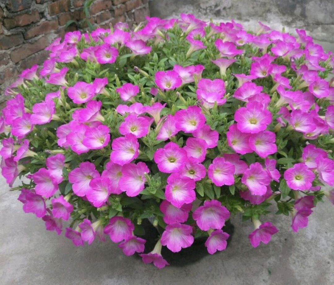 22种花耐旱耐热,天冷种花要注意什么