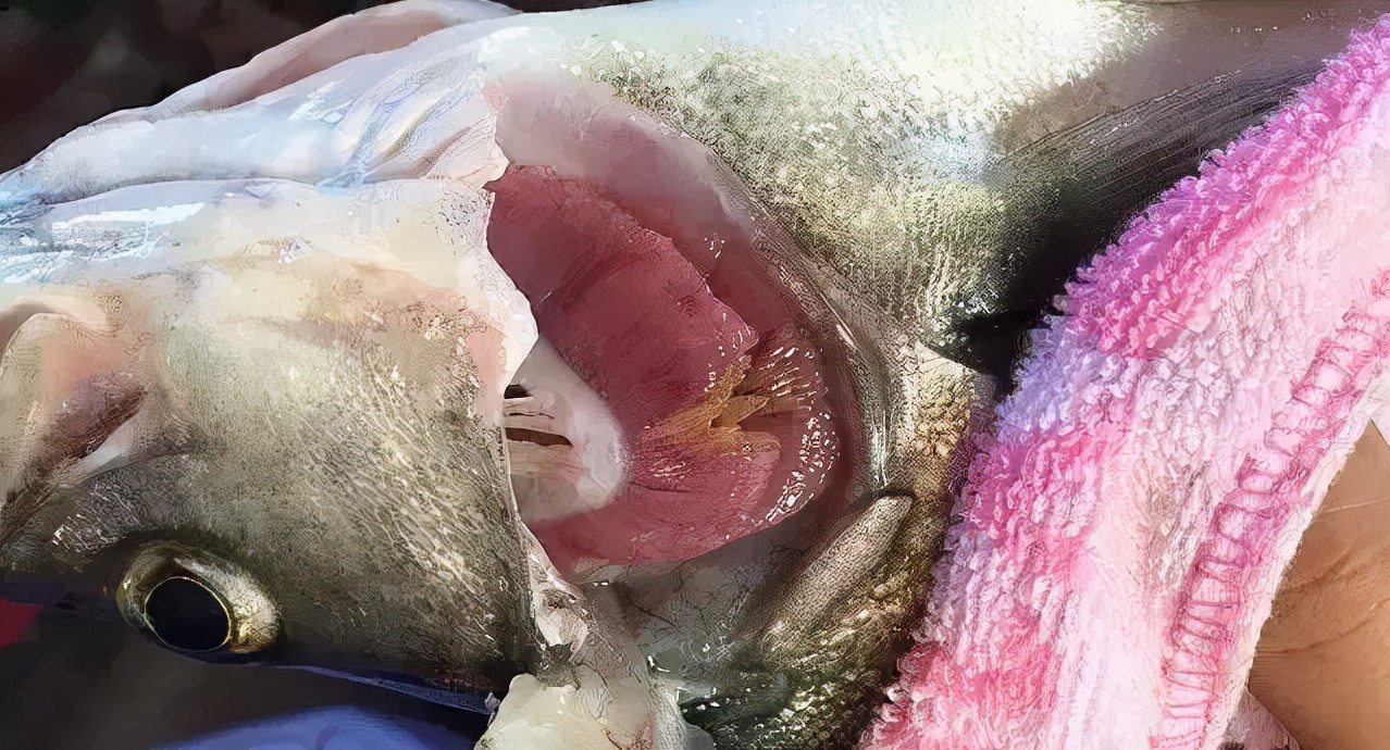 压箱底绝招，盐巴在水产上有大用