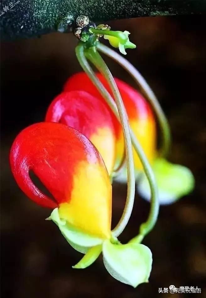 大年初三群相册，有群的都看看，太美了，这辈子见一次值了