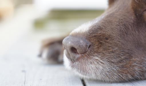 狗狗原来黑鼻子为啥现在黑红鼻子,狗狗的鼻子为啥由黑变红