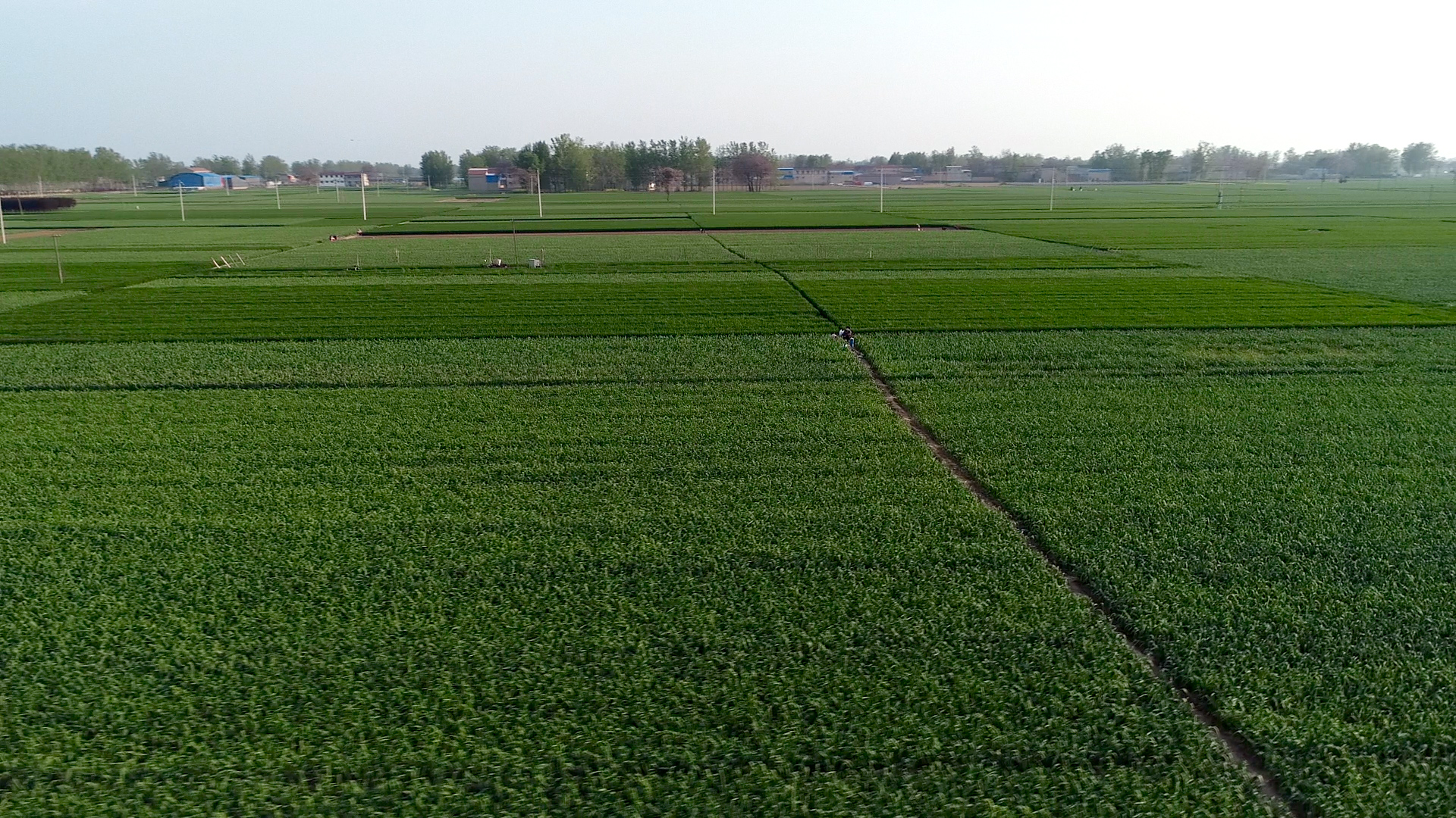 今年云南大蒜是增产还是减产,大蒜控旺打什么药