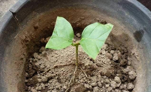 怎么养绿萝爆盆又不长藤求回答,养绿萝最正确的方法