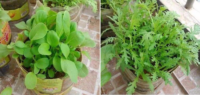 大塑料桶变废为宝种菜,阳台种菜塑料瓶变废为宝