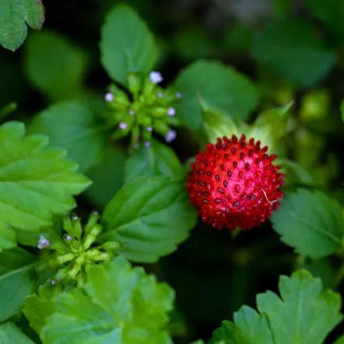 各种蔬菜水果祖先的样子,各种蔬菜祖先