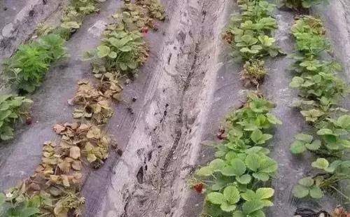 番茄青枯病萎蔫,青枯病和立枯病萎蔫的症状