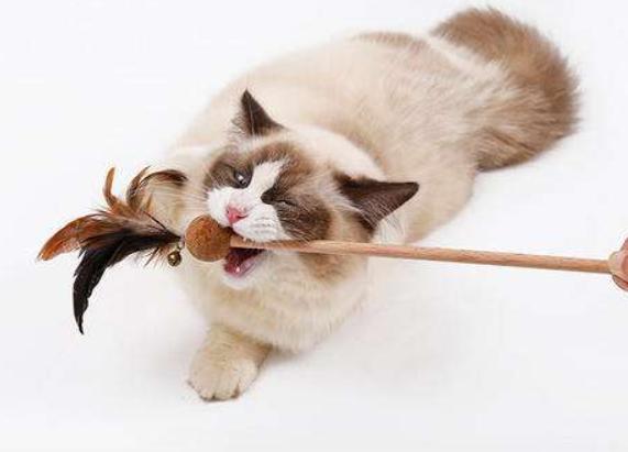 铲屎官曾经养过的宠物,铲屎官抓很多猫咪