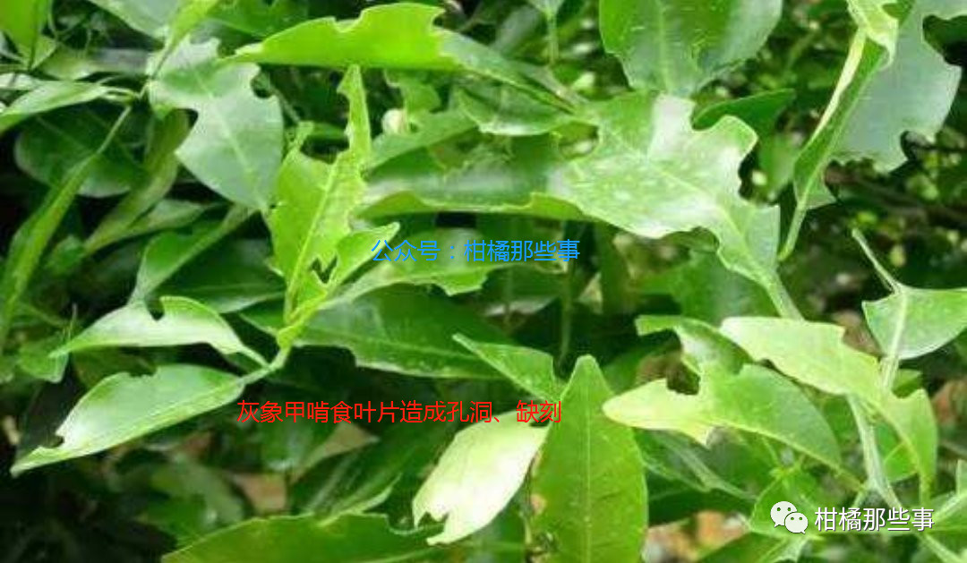 安徽柑橘保花保果的措施有哪些,丰收期柑橘促梢和保果必看