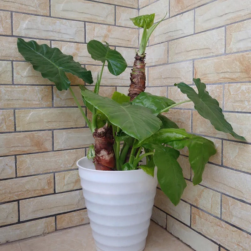 滴水观音是不是有毒的植物,滴水观音有毒为啥还有人养