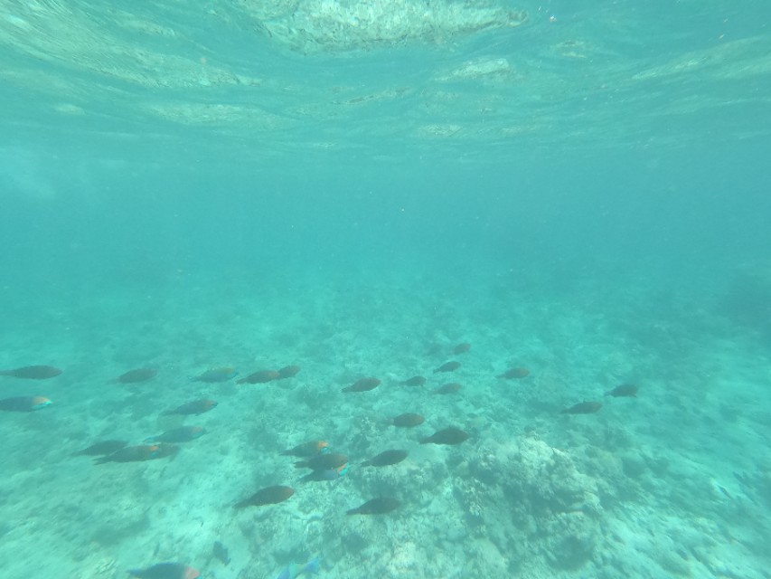 马累市区周边浮潜,马累本岛浮潜