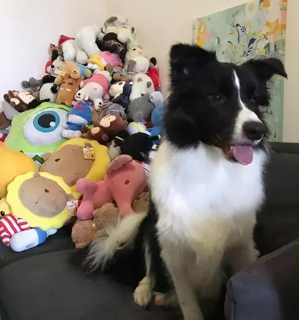 养一只边牧一月要用多少钱,养边牧一年费用多少钱