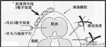 给猪打针打的鼓包了怎么办,给猪打针的时候应激了怎么办