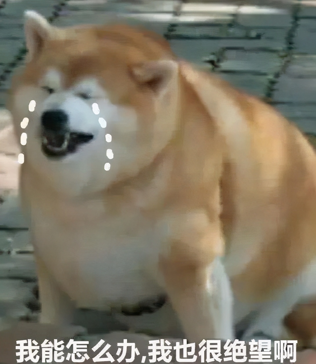 柴犬连着5天不吃不喝呕吐,四个月柴犬半夜呕吐粘液