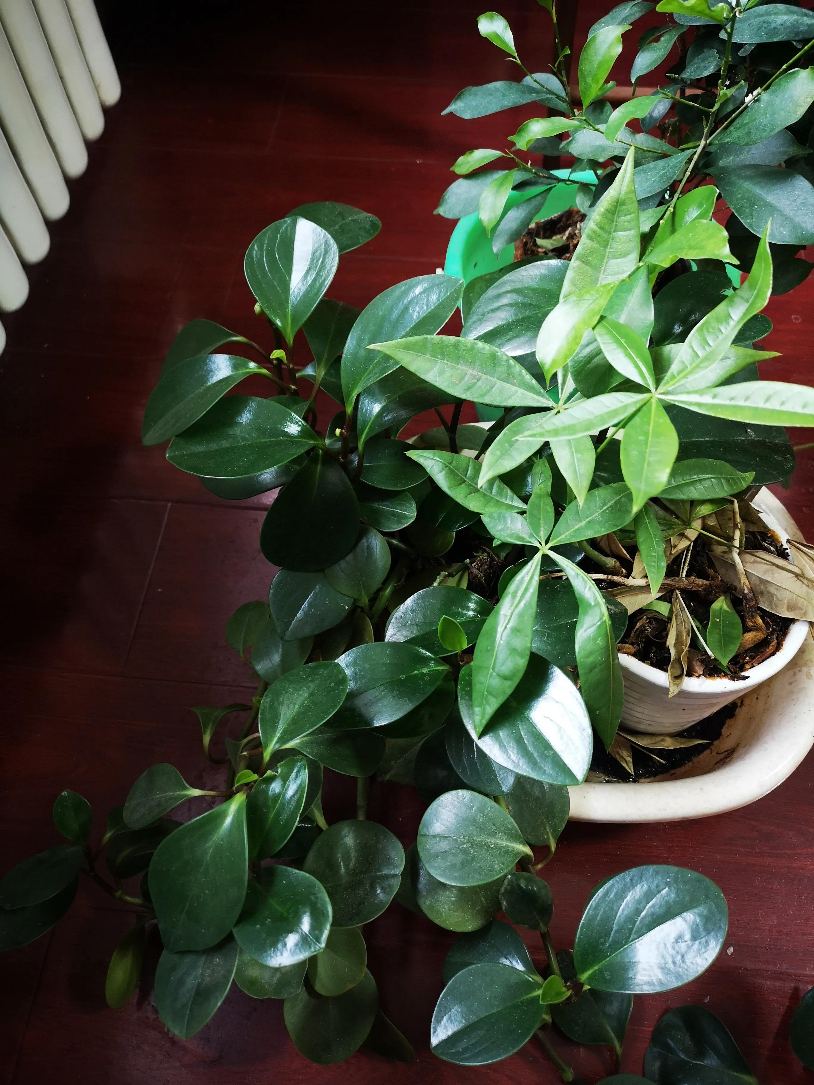 圆叶椒草用什么肥料养殖最好,最耐阴的十大漂亮草花