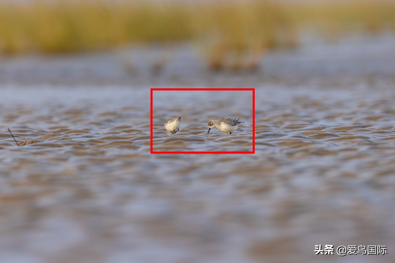 勺嘴鹬自带饭勺的小萌物,自带饭勺的勺嘴鹬