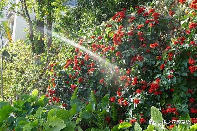 美丽赪桐(Clerodendrumspeciosissimum)