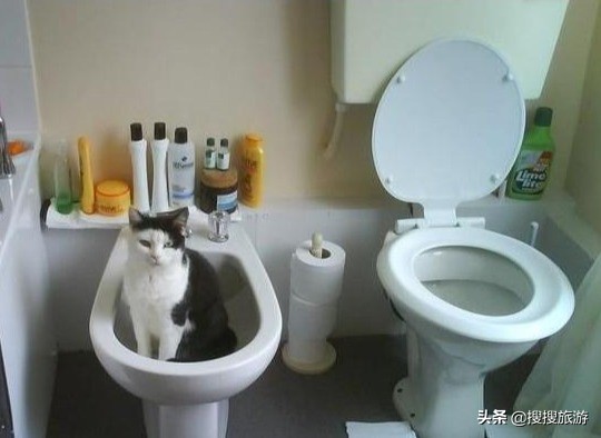 欧洲宾馆卫生间为什么有两个马桶,欧洲卫生间像马桶一样的是什么